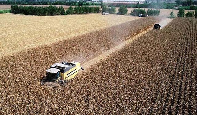 TMO'nun ucuz arpa ve mısır satışı kime yaradı? Yem fiyatları düştü mü?