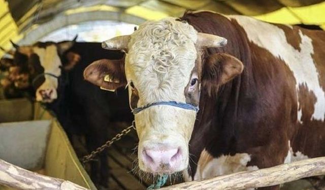 TZOB kurbanlık fiyatlarını açıkladı! Yemdeki artışlar fiyatlara tam yansıtılmadı!