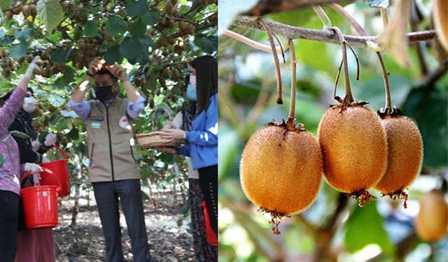 Yalova’nın 24 ayar altını kivide coğrafi işaret beklentisi