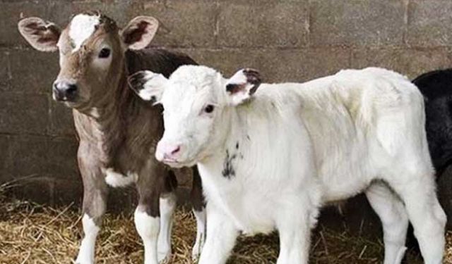 Buzağı desteğinde birlikler arası ayrımcılık yapılıyor! Üretici kaybediyor!