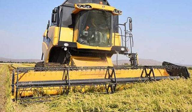 Çeltikte üretici TMO'nun açıklayacağı fiyatı sabırsızlıkla bekliyor!