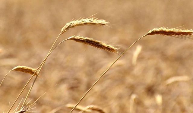 İthal arpada fiyatlar 42 dolar attı TMO ihaleyi iptal etti!