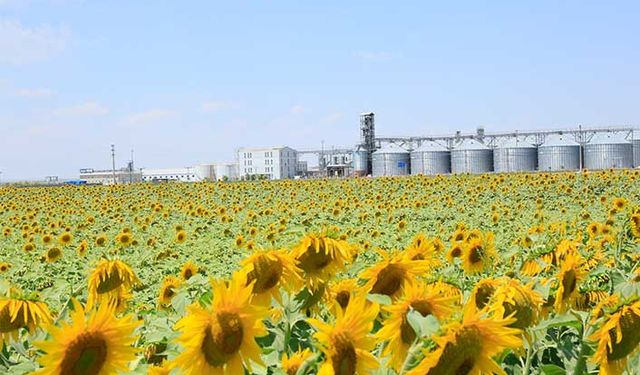 Konya Şeker ayçiçek taban fiyatını açıkladı