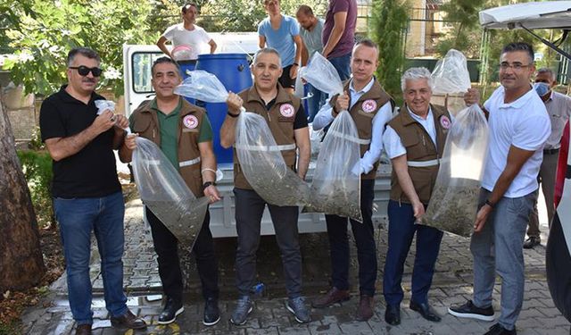 Manisa’da sazan yavrular göletlere bırakıldı
