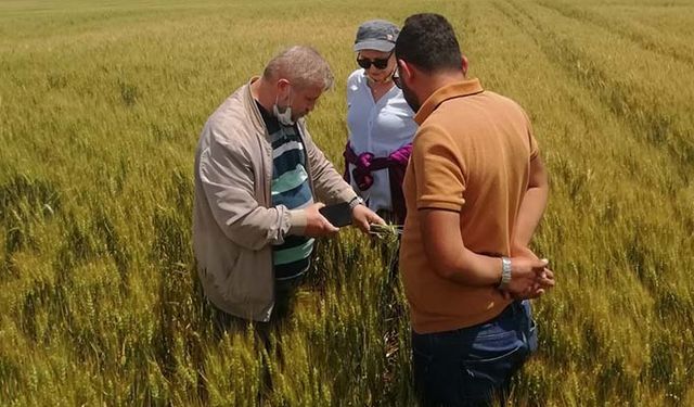 Sertifikalı tohumluk üretim kontrolleri aralıksız sürüyor