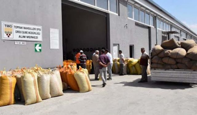 TMO fındık alımlarına 1 Eylül'de başlıyor