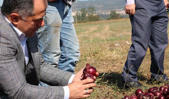 Bolu’da mor soğan sevinci