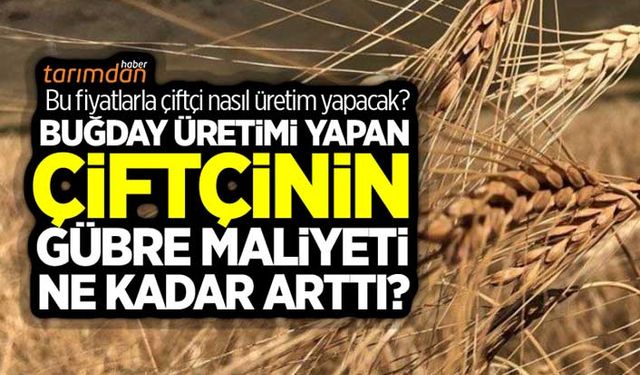 Buğday üretimi yapan çiftçinin gübre maliyeti ne kadar arttı?