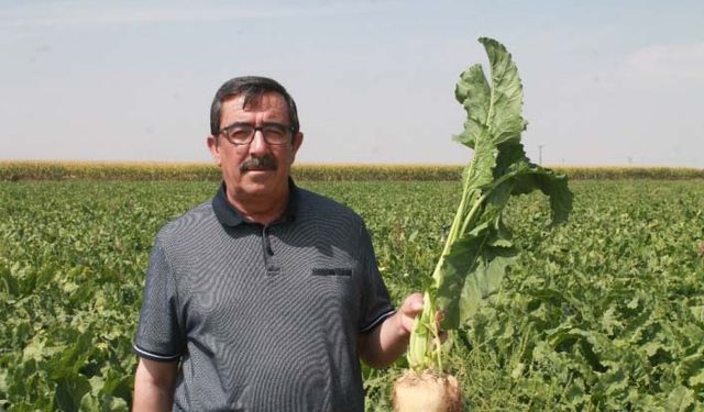 Çiftçinin pancar gübre hesabı: Çiftçi 5 kilo kayıpta!