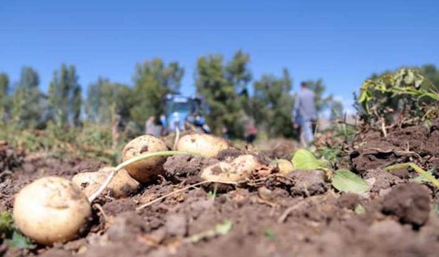 Erzurum Valisinden marketlere çağrı: "Kendi patateslerimizi satalım"
