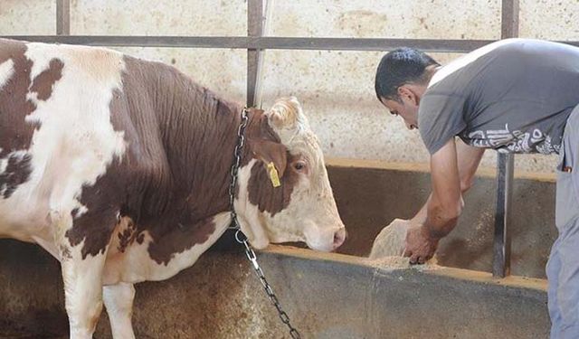 Güncel yem fiyatları! Ağustos 2021 yem fiyatları kaç lira! 