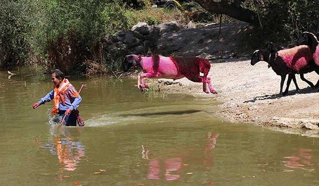 Sudan koyun atlatma yarışması! 848 yıldır yapılıyor!