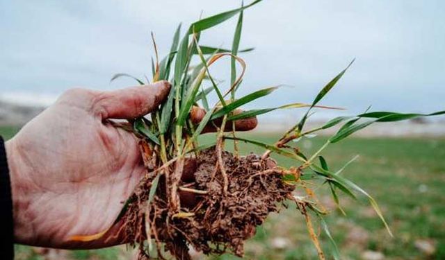 Tarımdan Haber gündeme getirdi kuraklık desteği kararnamesi yayınlandı! 