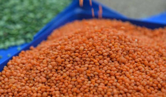 TMO 35 bin ton kırmızı mercimek ithal etti!
