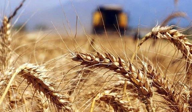 TMO 8’inci ihalesini yaptı 300 bin ton buğday 332 dolardan ithal edilecek!