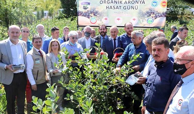 Yalova'nın 24 ayar altınına kardeş geldi! Organik sertifikalı coğrafi işaretli ilk Aronya hasadı yapıldı