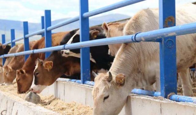 Yem hammadde fiyatları! Ağustos 2021'de mısır, arpa, kırık buğday, buğday kepeği kaç lira oldu?