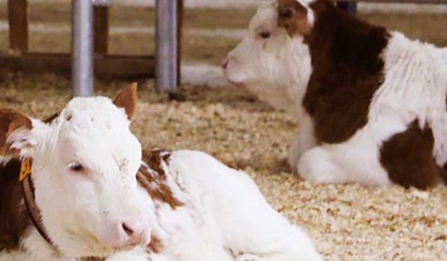 Yetiştiricilerin dikkatine! Buzağı desteğinde önemli değişiklik!