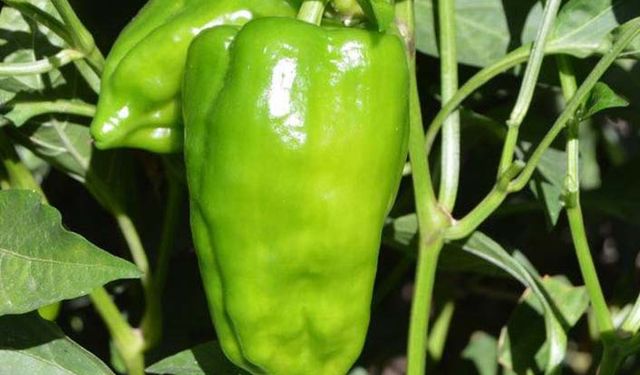 Ziraat Fakültesinin dikkatini çeken biber! Yıllardır aynı toprağa aynı tohumla ekiliyor ama bozulmuyor!