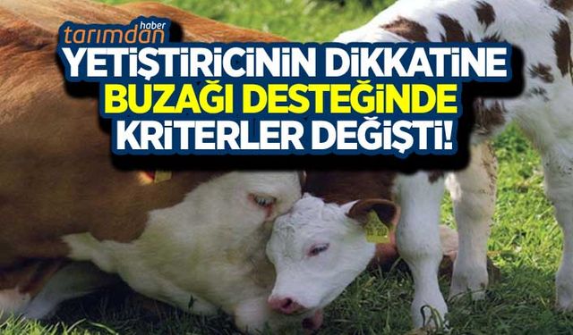 Buzağı desteğinde kriterler değişti!