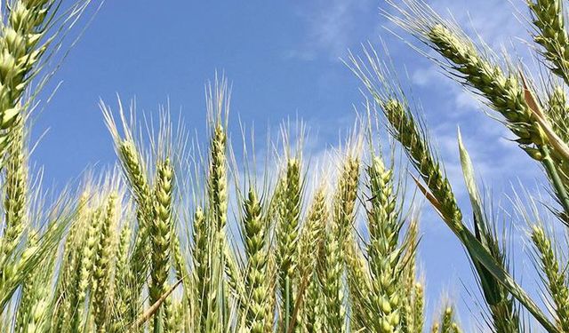 Makarnalık buğday teminat altına alındı