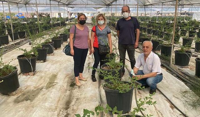 Mersin'de İspanya'dan ithal edilen blueberry fidanlarının çoğaltımı yapılıyor