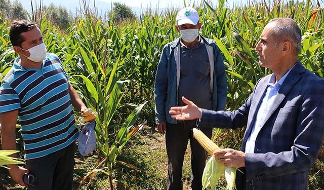 Mısırda hasat zamanı nasıl anlaşılır? Tarım İl Müdüründen önemli açıklama!