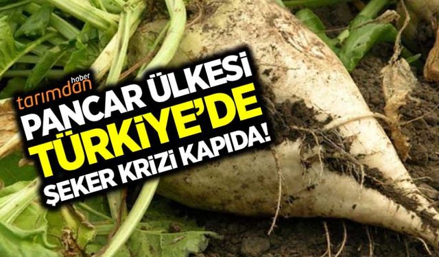 Pancar ülkesi Türkiye’de şeker krizi kapıda!