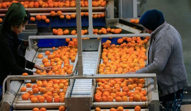 Rusya 218 bin ton mandalinayı geri gönderdi