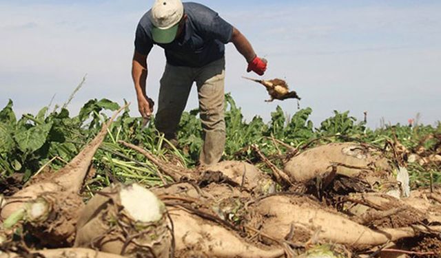 Şeker pancarında hedef 72 bin ton