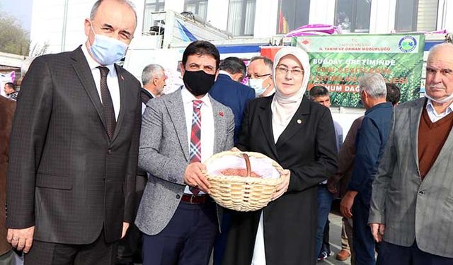 Adelaide buğday çeşidinde dekara 600-650 kg verim alındı! Çiftçiye 40 ton tohum dağıtıldı!