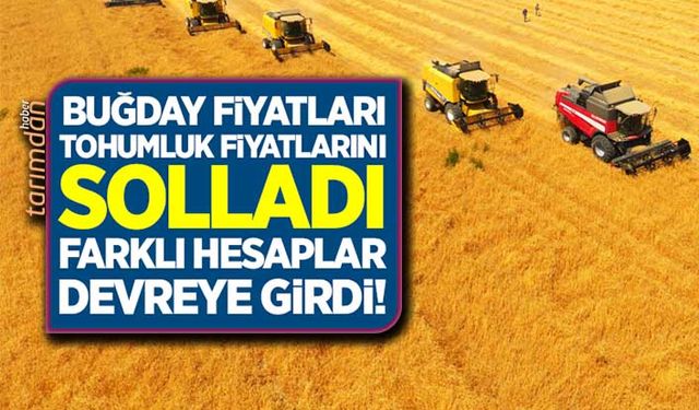 Buğday fiyatları tohumluk fiyatlarının 2 bin lira üstüne çıktı farklı hesaplar devreye girdi!
