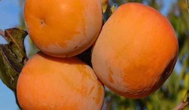 Kivi ve Trabzon hurması üretimi çiftçinin yüzünü güldürüyor!