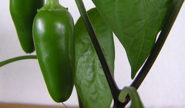 Rusya nar, biber ithalatını durdurdu!