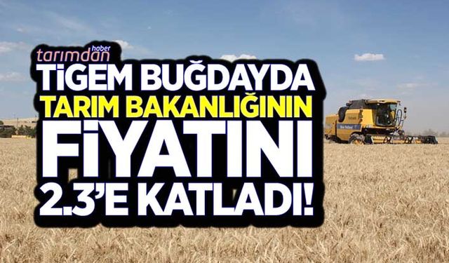 TİGEM ekmeklik buğdayda Tarım Bakanlığının fiyatını 2.3'e katladı!