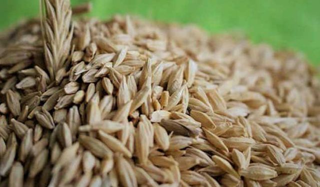 TİGEM sertifikalı tohumluk fiyatları! Arpa, buğday, tritikale ve yulaf tohum fiyatı ne kadar?