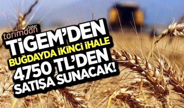 TİGEM’den buğdayda ikinci ihale! 4750 liradan satışa sunacak!