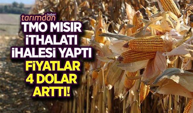 TMO ikinci mısır ithalatı ihalesini yaptı!