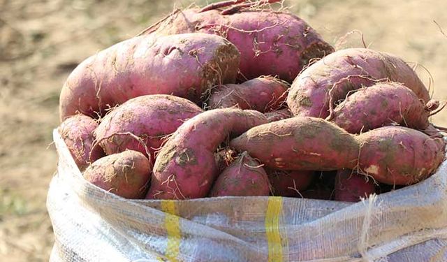 Türkiye'de üretimi az olan tatlı patates İzmir'de de üretilmeye başlandı!