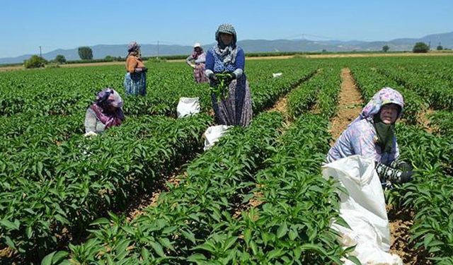 Çiftçi borçları faizsiz ertelenmeli