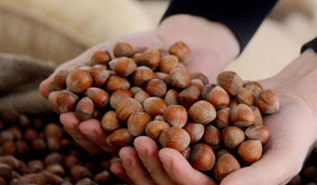 Fındıkta hareketli günler yaşanıyor! İşte güncel fındık fiyatları