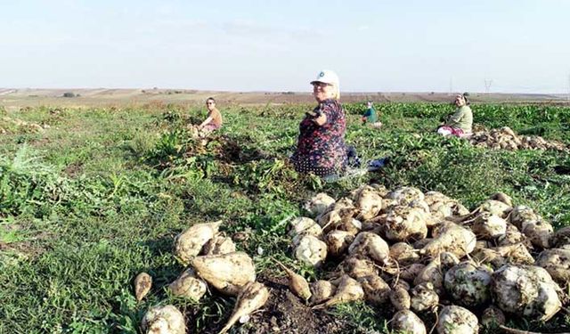 Pancar avans fiyatı (2022-2023 üretim yılı) açıklandı!