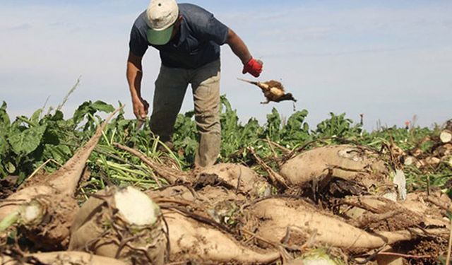 Şeker pancarı fiyatları tekrar hesaplanmalı