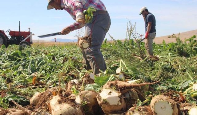 Sözleşmeli pancar ekimi yapan çiftçiye 55.5 milyon lira avans ödemesi bugün hesaplara yattı!