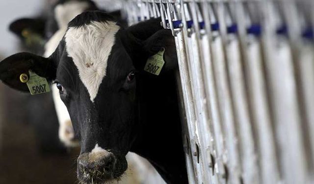 Süt üreticileri süt fiyatlarının revize edilmesini istiyor