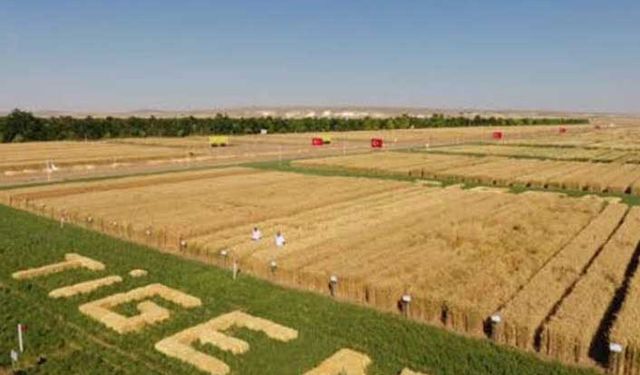 TİGEM 11 bin dekar tarım arazisini ihale ile kiraya verecek!