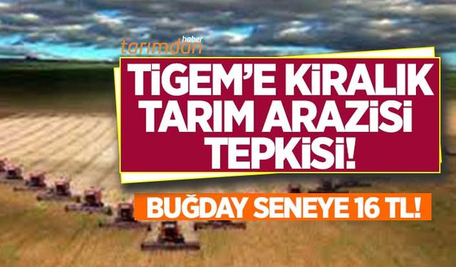 TİGEM'e kiralık tarım arazisi tepkisi: Buğday seneye 16 lira!