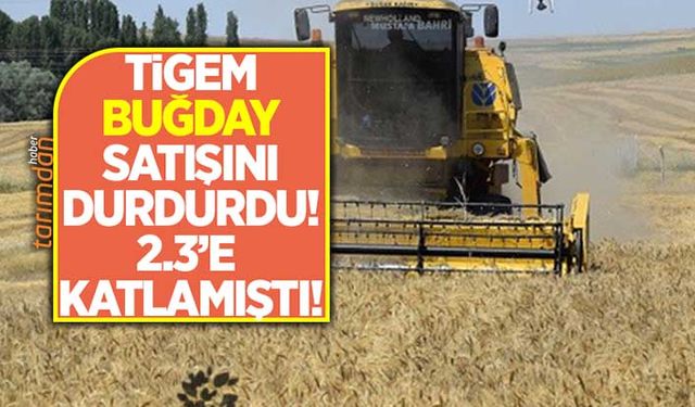 TİGEM ekmeklik ve makarnalık buğday satışını durdurdu!