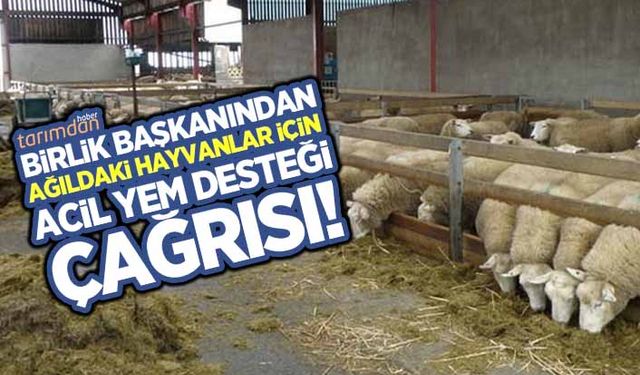 Birlik Başkanından ağıldaki hayvanlar için acil yem desteği çağrısı!