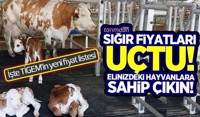 TİGEM damızlık sığır fiyatlarına yüzde 40 ile 50 oranında zam yaptı! İşte 2022 yılı sığır fiyatları...
